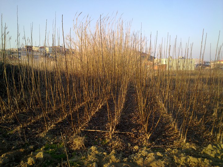 verimli ceviz fidanı