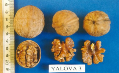 yalova-3